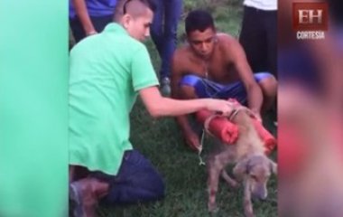 Indignante maltrato animal: Jóvenes hacen explotar a un perro callejero