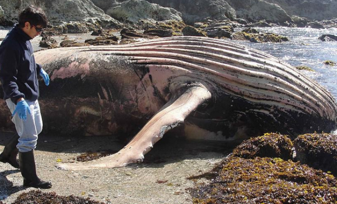 Foto: Gigante ballena sorprende al quedar varada en Chiloé