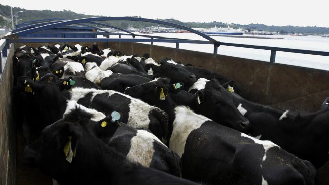 Llegaron a China las más de 7.000 vacas procedentes de Chile