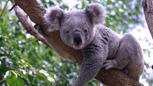 Australia: Sacrifican a 700 koalas por sobrepoblación y hambruna