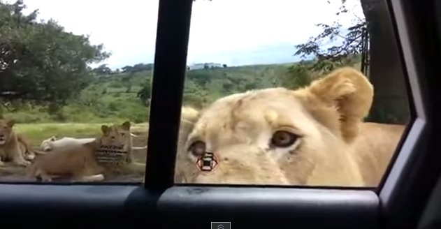 Video: León aterra a turistas al abrir la puerta del auto en que viajaban