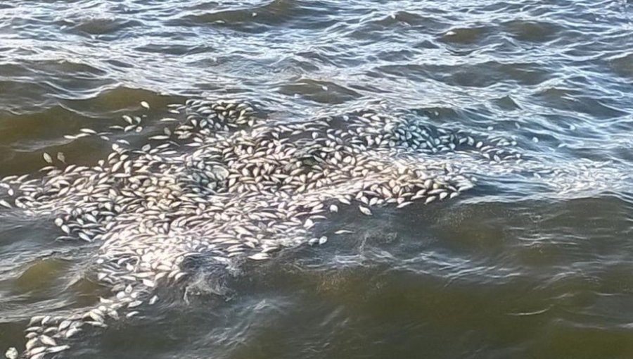Aparecen miles de peces muertos en las playas de Montevideo y alrededores