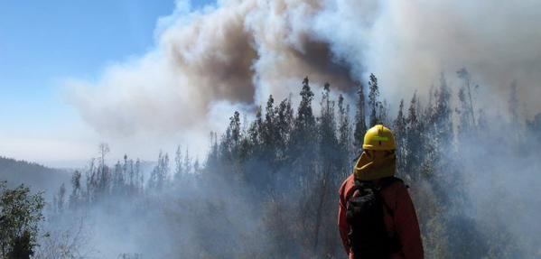 Los Ríos: declaran Alerta Roja por incendio forestal en Panguipulli