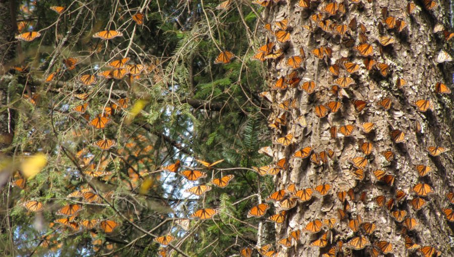 ONGs piden a Unesco declarar en "peligro" reserva de mariposa monarca