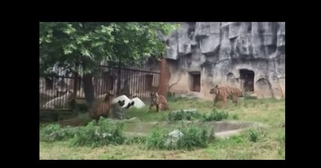 Video: Grulla pelea contra tres tigres en China