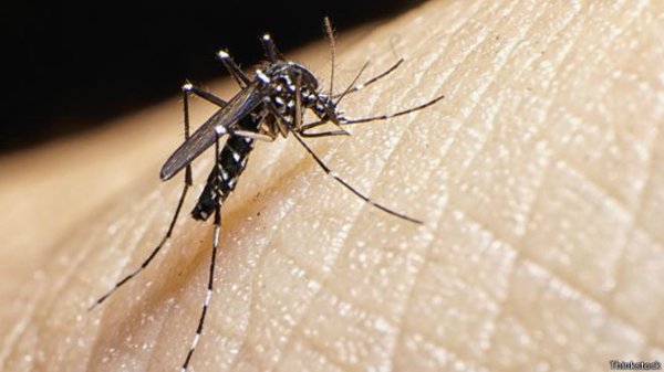 Confirman primer caso de virus Zika en Chile continental