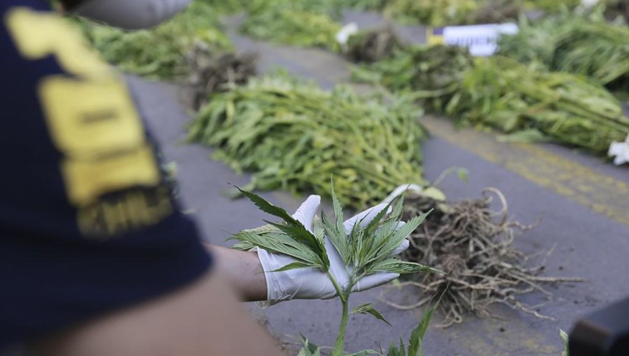 PDI de Los Andes incauta 11 mil plantas de marihuana
