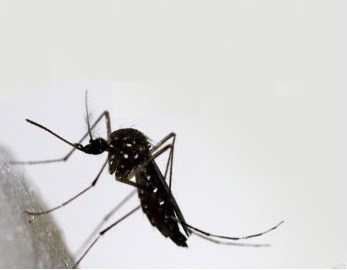 Rockefeller, Bill Gates y Monsanto, ¿tienen algo que ver con la propagación del virus del Zika?