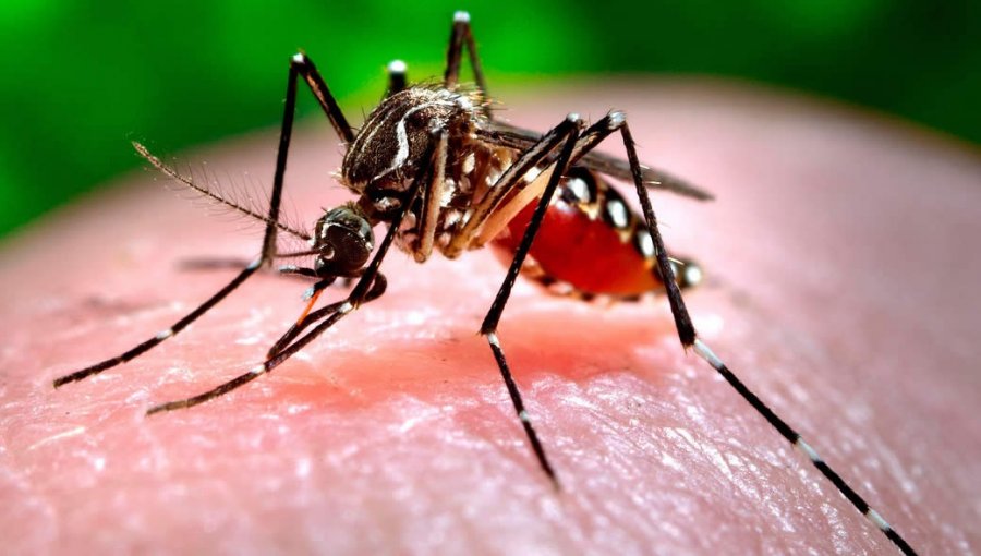 Alerta Sanitaria en Arica por presencia del mosquito que transmite el virus Zika