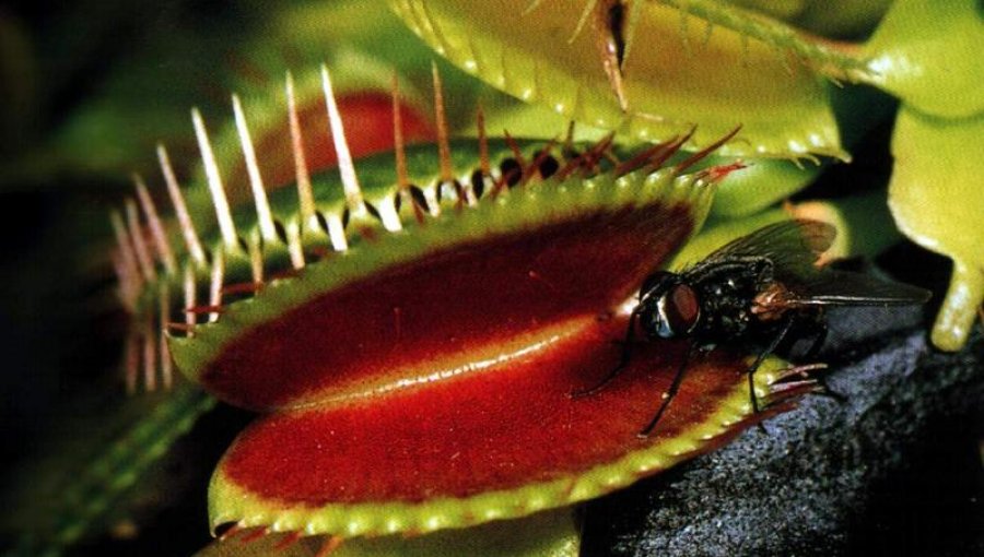 Las plantas carnívoras explotan sus defensas para alimentarse de insectos