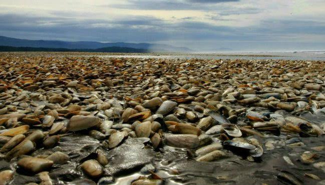 Marea roja: la tragedia de Chiloé y el sur de Chile