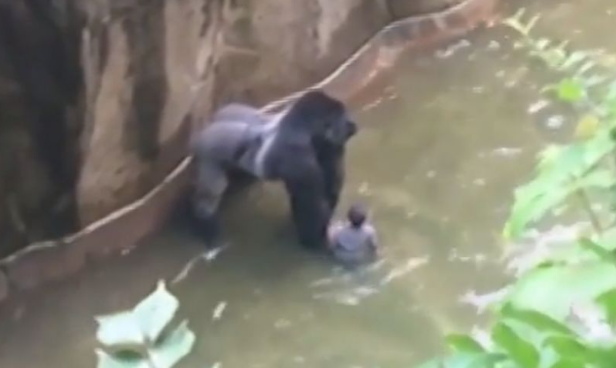 Sacrifican a gorila en un zoológico de EE.UU para rescatar a un niño