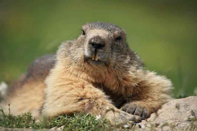 Hembras de marmota son infieles con otros machos para evitar la consanguinid