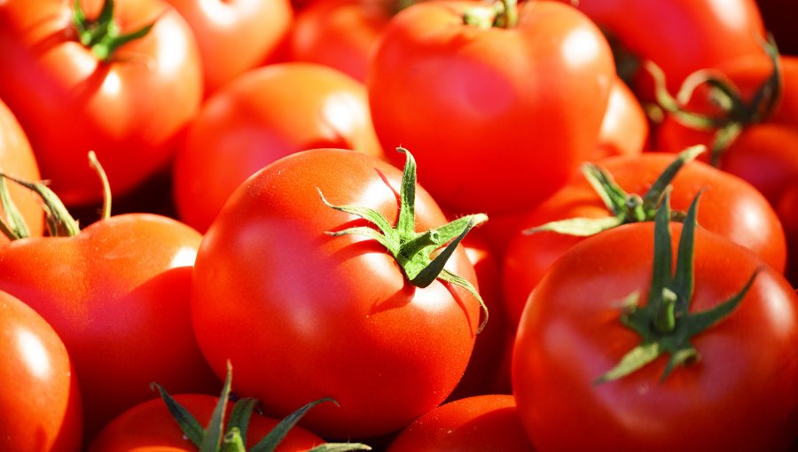 Precio del Tomate al alza: Conoce las razones de su alto valor