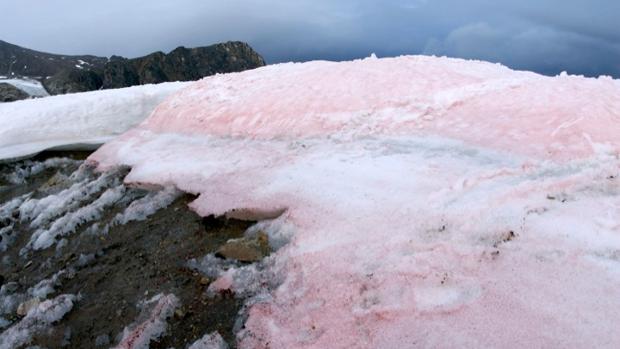 Algas rojas que pigmentan la nieve la nieve en el Ártico aceleran su deshielo