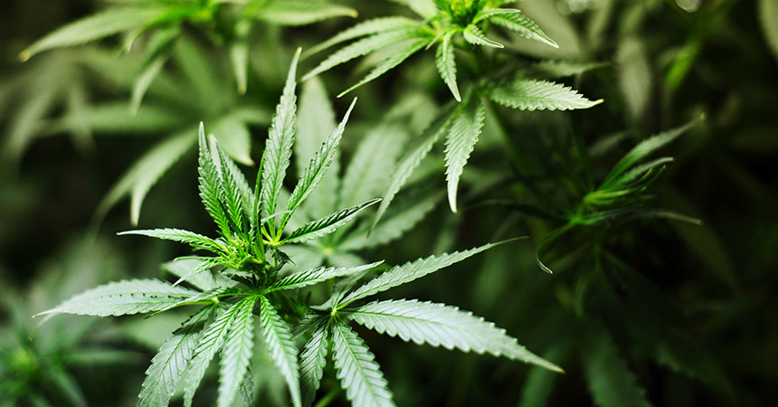 Estas 5 plantas son ricas en cannabinoides, no son marihuana y ayudarán a tu salud
