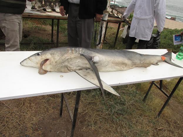 Tiburones y Mantarayas: En Chile situación es analizada por expertos en taller de trabajo