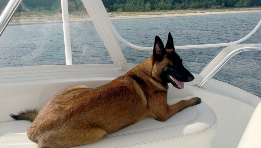 Perro nadó casi 10 kilómetros para encontrar a su familia tras caer de un barco