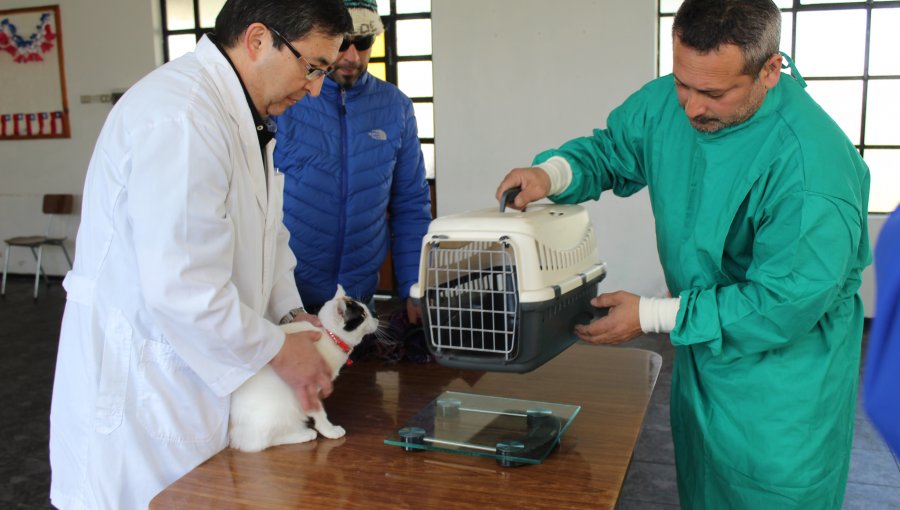 Villa Alemana: Inician operativo gratuito de esterilización de mascotas