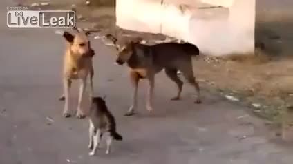 Imperdible: "Súper gato" se enfrenta a dos perros y demuestra quien "la lleva"