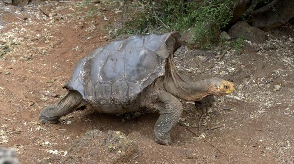 Diego, la tortuga que tuvo tanto sexo que salvó a toda su especie