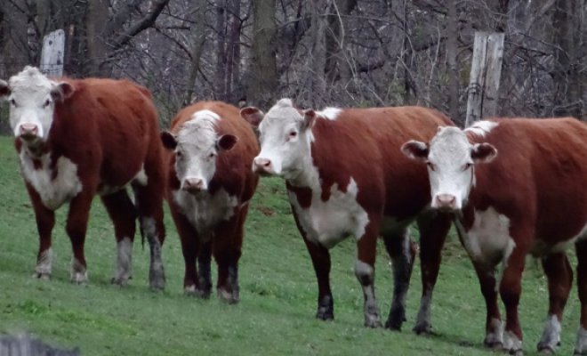 Roban en la Región de La Araucanía 29 vacas a Familia Luchsinger