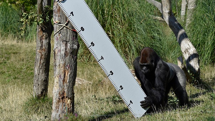 Una gorila se escapa de su jaula y desata el pánico en el zoo de Londres