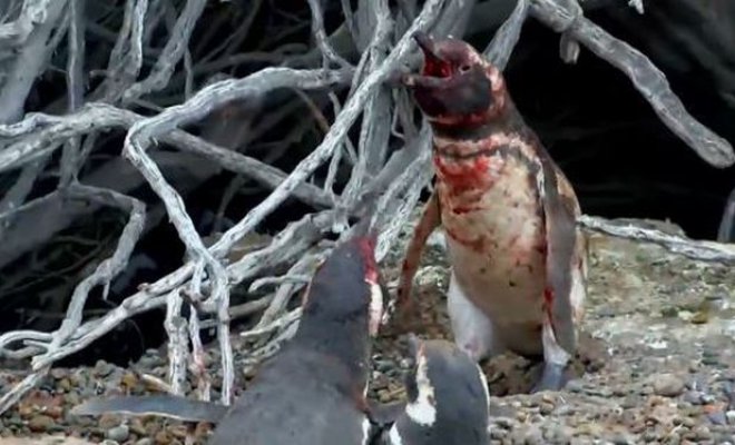 Vídeo del Pingüino que enloqueció de amor: Feroz pelea por una hembra
