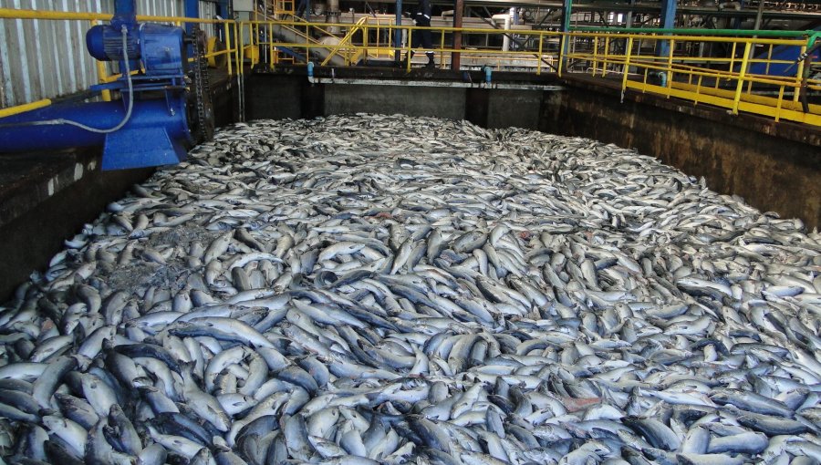 Fiscalía de Los Lagos no descarta delito en vertimiento de salmones en alta mar