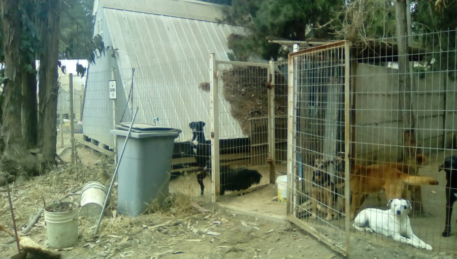 Valparaíso: Más de mil perros y gatos podrían morir debido a la falta de financiamiento para Canil