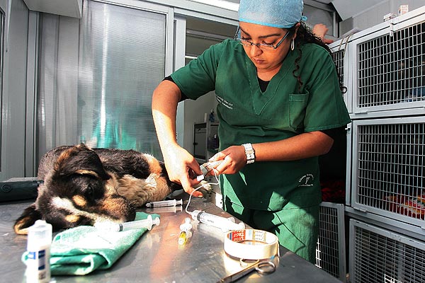 Hospital Clínico Veterinario de Viña del Mar atiende a los animales afectados por incendio
