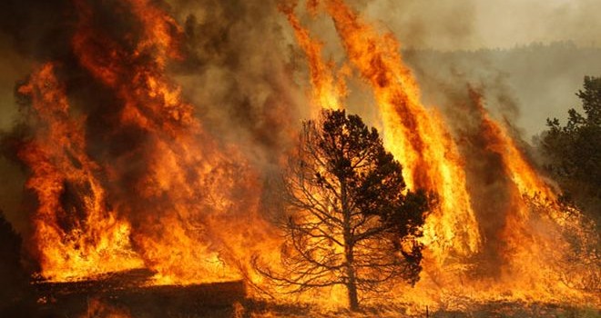 39 incendios forestales activos se encuentran en el país: 100 mil hectáreas afectadas