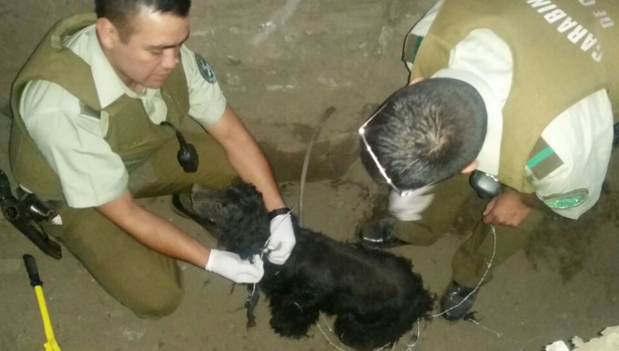 Carabineros rescatan a perritos que se encontraban en pésimas condiciones