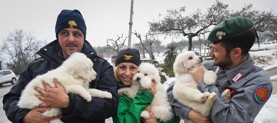 Italia: Equipos rescatan a tres cachorros bajo el escombro en hotel sacudido por avalancha