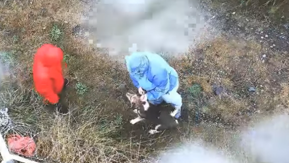 Brutal: Video muestra como torturan a un perro en Puerto Montt