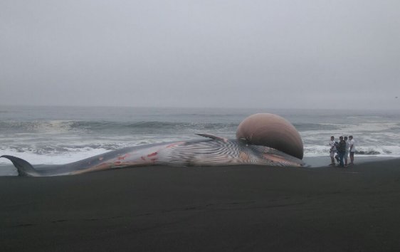 Extraña ballena es encontrada varada en las costas de Pelluhue