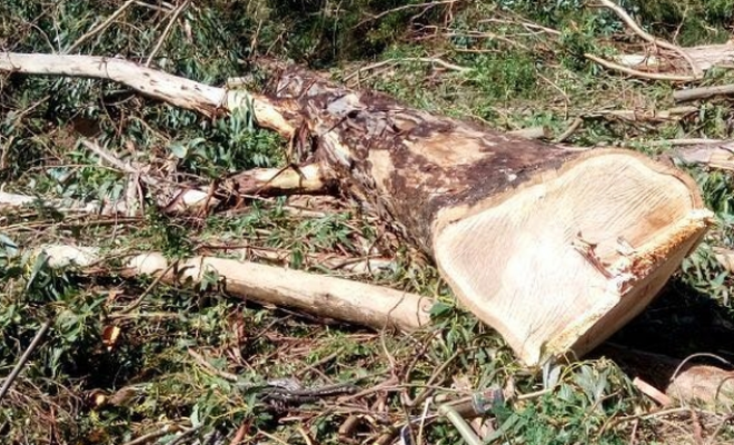 Trabajador muere tras ser aplastado por un árbol en Valdivia