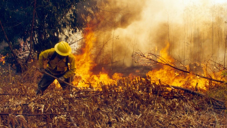 La Araucanía sufre por incendios forestales que arrasan más de 600 hectáreas