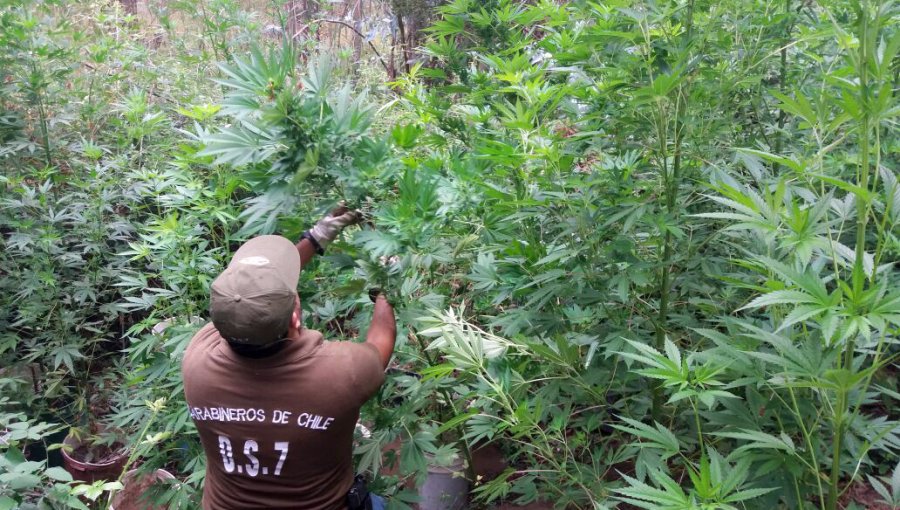Decomisan marihuana y armas en el sector de Cunaco en Villa Alegre