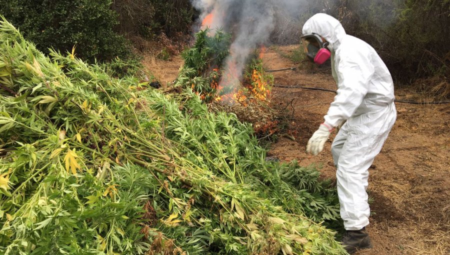 Nueva millonaria incautación de Marihuana: 18 mil millones de drogas en el Choapa