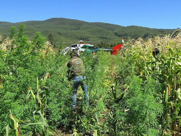 PDI detecta millonaria plantación de marihuana en Quillota y Petorca