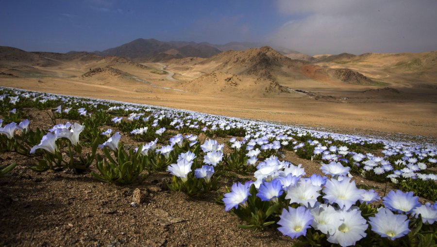 Diputado Mulet pide postular al desierto florido como Patrimonio Natural de la Humanidad