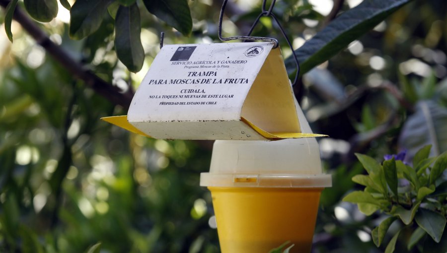 SAG declara erradicada la mosca de la fruta en Iquique