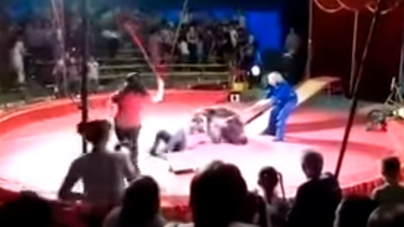 Feroz ataque de un oso en Circo Ruso: Show casi termina en tragedia