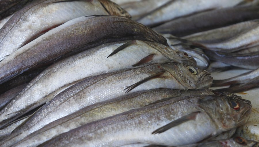Desbaratan banda cuando robaba 8 mil kilos de pescado en Talcahuano