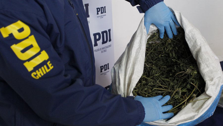 PDI de La Calera incautó 127 mil dosis de cannabis destinadas a Fiestas Patrias