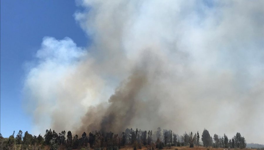 Más de 25 hectáreas han sido consumidas por tres focos de incendios en la Provincia de Marga Marga