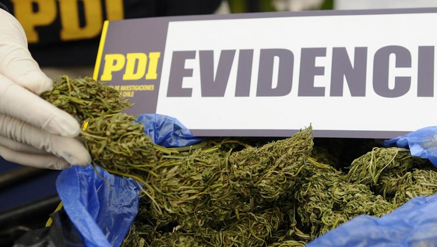 Perro "Harlet" de la PDI detectó más de 10 millones de pesos en marihuana en Pichidangui