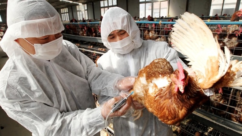 China levanta alerta de gripe aviar para productos nacionales