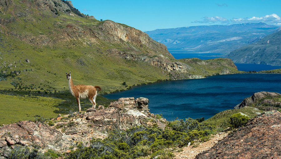 Diario Oficial publicó la creación del Parque Nacional Patagonia